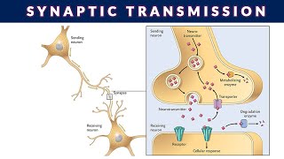 SYNAPTIC TRANSMISSIONSYNAPTIC TRANSMISSION OF NERVE IMPULSE [upl. by Rehpoitsirhc526]