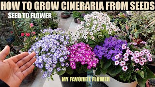 How To Grow Cineraria From Seed  FULL PROCEDURE [upl. by Janeczka]