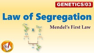 Law of Segregation Mendels First Law of Inheritance FLGenetics03 [upl. by Arfihs]