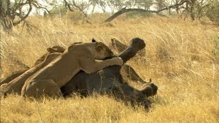 Lion Vs Elephant [upl. by Joon]