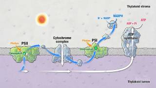 Photosynthesis Part 5 Light Reactions  HHMI BioInteractive Video [upl. by Thay769]