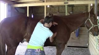 Equine massage  Horse 3 Part 2 [upl. by Nimrahc73]