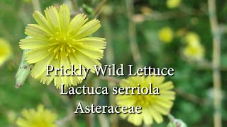 Meet Prickly Wild Lettuce What’s the real deal on this “Wild Opium Lettuce” Learn to ID amp Harvest [upl. by Norby763]