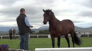 Roundstone Connemara Pony Show [upl. by Eltsirhc]