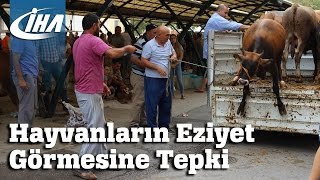 Hayvanların Eziyet Görmesine Vatandaştan Tepki [upl. by Shaya]