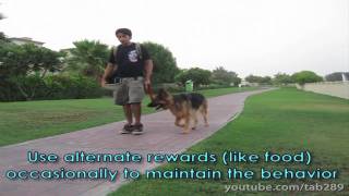 Clicker Dog Training STOP Leash Pulling [upl. by Niles]