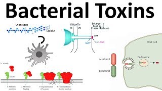 bacterial toxins Endotoxin and Exotoxins [upl. by Dyoll]