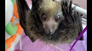 8 baby flyingfoxes I have become octomum [upl. by Esac]