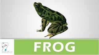 Amazing Explanation Of Frog [upl. by Ynnahc]