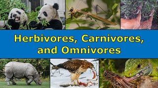 Herbivores Carnivores and Omnivores Overview [upl. by Philemol439]