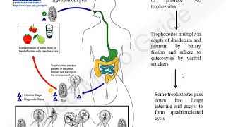 Giardia lamblia lecture [upl. by Magnusson538]