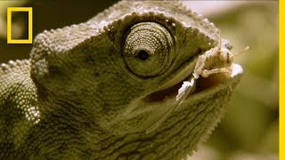 Chameleon Is Hesitant and Indecisive  National Geographic [upl. by Jairia891]