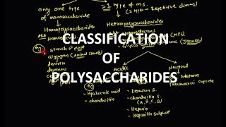 16 Polysaccharides  Classification [upl. by Suillenroc]