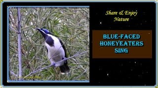 44Bird CallsSongsSoundsBluefaced HoneyeaterAustralian Backyard Garden Birds Singing [upl. by Gisser]