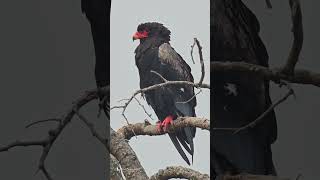 Bateleur Eagle [upl. by Ahsienat]