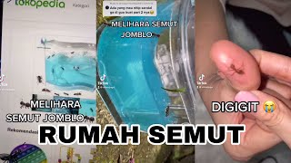 Pertama kali punya rumah semut ketemu GAGA GUGU [upl. by Nereil]