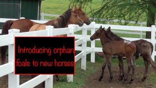 Introducing orphan foals to new horses [upl. by Daza]