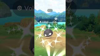 Shiny Hisuian Voltorb Pokemon GO [upl. by Lienet]