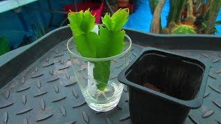 Rooting Schlumbergera Cactus  Xmas  Thanksgiving Cactus in Water amp Potting up [upl. by Reivaz641]