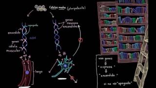 Especialización celular diferenciación  Biología  Khan Academy en Español [upl. by Eila755]