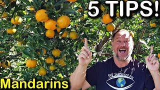 5 Tips How to Grow a TON of Mandarins on Just One Tree Organically [upl. by Koser]