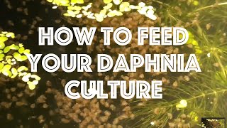 How To Feed Your Daphnia Culture [upl. by Ellesor]