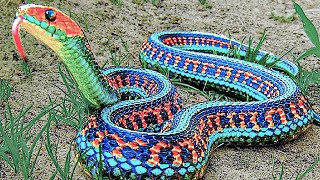 15 Rarest Snakes In The World [upl. by Alexandra]