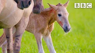 Adorable newborn foal takes first steps 🐎  BBC [upl. by Rosenquist]