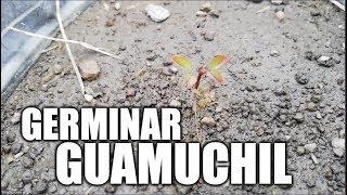 germinar Guamuchil [upl. by Phillip800]