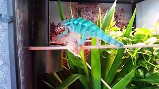 Panther Chameleon Breeding [upl. by Lili]