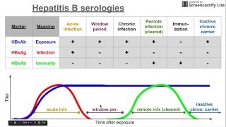 Hepatitis B serologies [upl. by Iams]