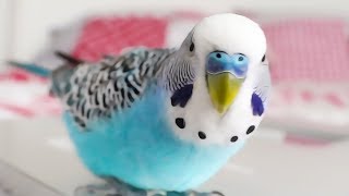 Budgie singing to Youtube Playbutton  Cookie sounds [upl. by Kimble432]