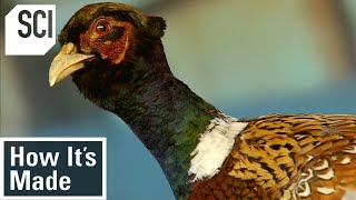 How Its Made Pheasant Breeding [upl. by Tiffa]