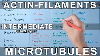 Microfilaments vs Microtubules vs Intermediate Filaments [upl. by Cochran499]