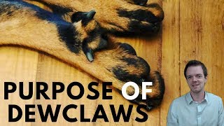 Why Do Dogs Have Dewclaws [upl. by Leamse]