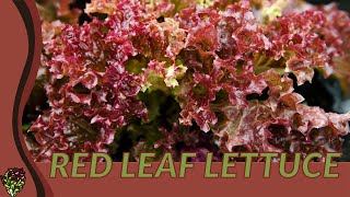 Heres What You Dont Know About RED LEAF LETTUCE Lactuca sativa [upl. by Onfroi]