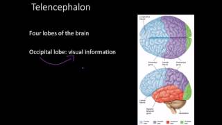 Telencephalon Limbic system and basal ganglia [upl. by Ogren]