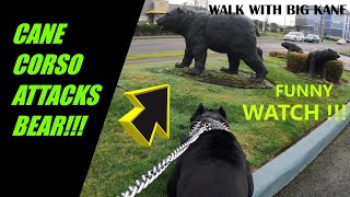 Cane Corso Dog Attacks Bear [upl. by Anoj]