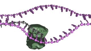 Homologydependent double strand break repair [upl. by Engenia]