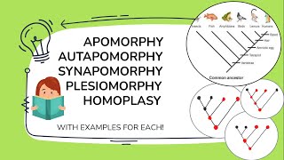 Apomorphy Synapomorphy Plesiomorphy Symplesiomorphy Homoplasy Autapomorphy with examples [upl. by Booma252]