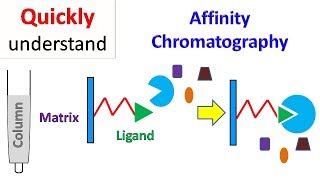 Affinity chromatography [upl. by Sheilah]