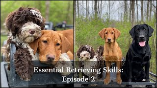 Labrador Retriever  Essential Training Skills Episode 2 [upl. by Revlys]