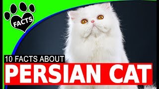 Top 10 Fun Facts About Persian Cats  Cats 101 [upl. by Edsel]