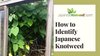 How to Identify Japanese Knotweed  Japanese Knotweed Expert Ltd [upl. by Ruthie151]