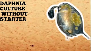 HOW TO CULTURE DAPHNIA NATURALLY WITHOUT A STARTER [upl. by Arbuckle569]