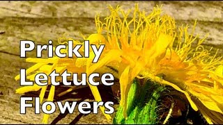 How To Harvest Prickly Wild Lettuce Flowers For Tea Lactuca Serriola [upl. by Yesor808]