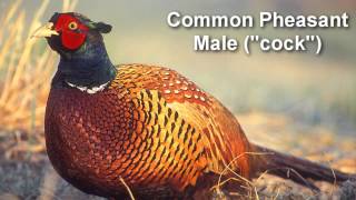 Pheasant  Common Pheasant Bird Call [upl. by Zealand59]