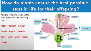 Year 9  Biology  Cross section through a flowering plant [upl. by Gnah]