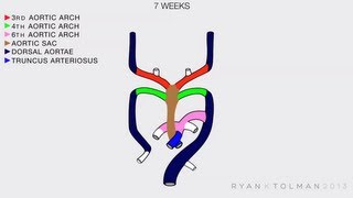 Aortic arches development [upl. by Nairdad]