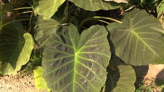 How to Grow Elephant Ears Colocasia [upl. by Ecnirp]